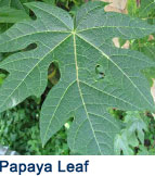 papaya_leaf