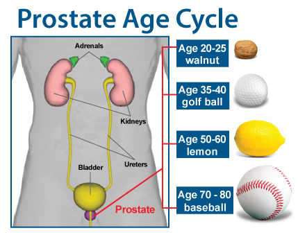 prostate-age-cycle